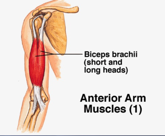 TTLS. Tendon and ligament pain