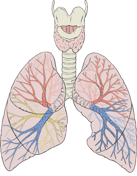 Respiratory & Circulatory Exercises